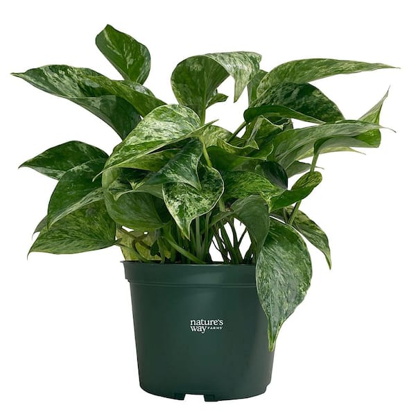 Pothos Marble Queen Live Indoor Plant in Growers Pot Avg Shipping Height 1 ft. to 2 ft. Tall