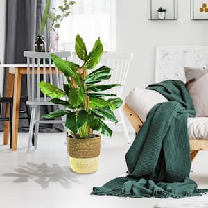 40 in. Artificial Dieffenbachia in 2-Tone Handled Basket