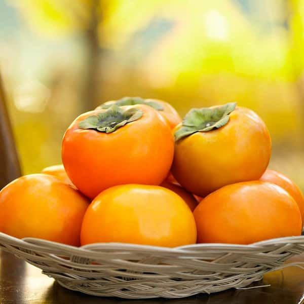 Gurney's Izu Persimmon Diosyprios Live Bareroot Fruiting Tree (1-Pack)