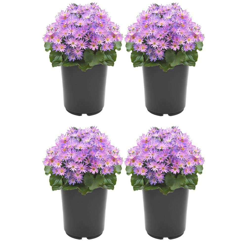 Annual Pericallis Senetti Magic Salmon 2.5 Qt. - 4-Pack 1651 - The Home ...