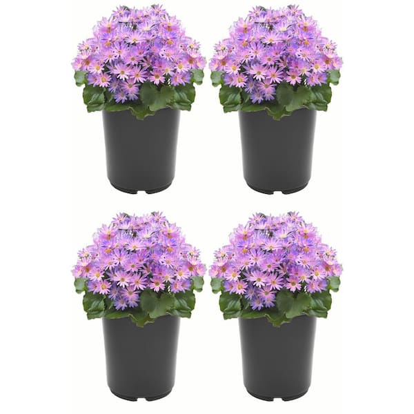 Annual Pericallis Senetti Magic Salmon 2.5 Qt. - 4-Pack 1651 - The Home ...