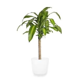 Mass Cane Indoor Plant in 8.78 in. White Décor Pot, Avg. Shipping Height 2-3 ft. Tall
