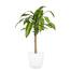 https://images.thdstatic.com/productImages/de8878d8-6c75-4771-b9b9-9d7dd3116803/svn/costa-farms-house-plants-10masscreammod-64_65.jpg