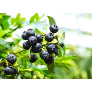 10 in. Bushel and Berry Midnight Cascade Fruit Bearing Potted Blueberry Plant in Hanging Basket