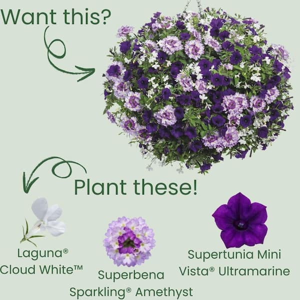 Proven Winners 4" Laguna Cloud White Lobelia Live Plant in 4.25" Pot (4 Count)
