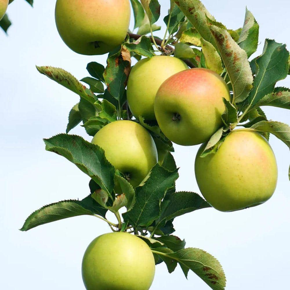 5 gal. Gold Rush Apple Tree