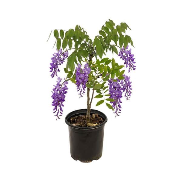 Have a question about national PLANT NETWORK 1 gal. Wisteria