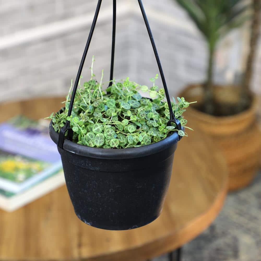 Peperomia Prostrata Green Trailing Succulent in Black Hanging Pot