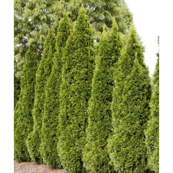 Spring Hill Nurseries 2.25 Gal. Pot, Emerald Green Arborvitae (Thuja ...