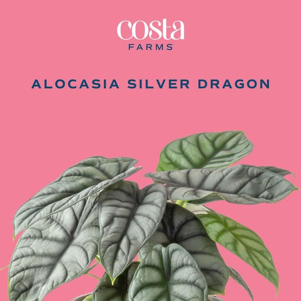 Costa Farms Trending Tropical Alocasia Silver Dragon Indoor Plant