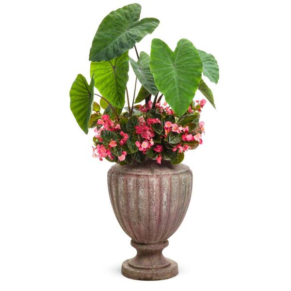 bonsai tree huge Buy Bonsai Tree Online | Bagwani Nursery | Bonsai 7