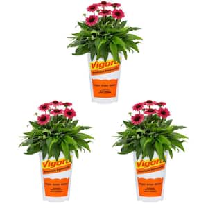 2 Qt. Echinacea Coneflower Sunmagic Vintage Ruby Red Perennial Plant (3-Pack)