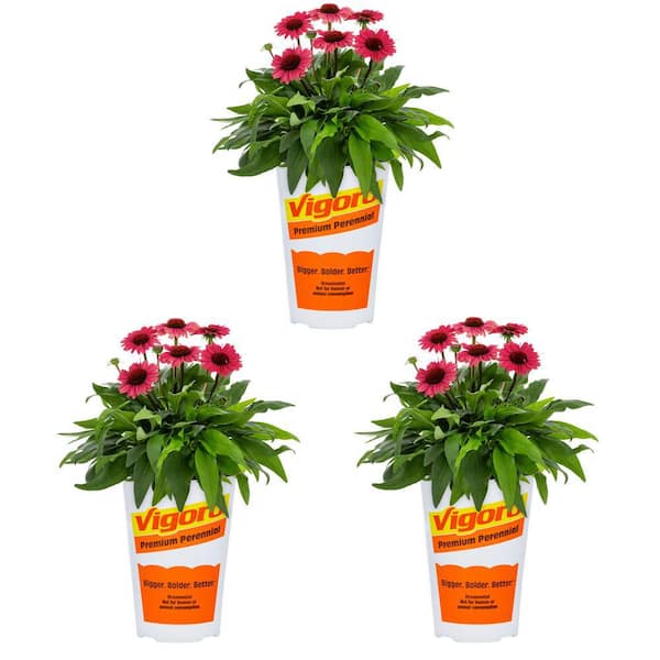 Vigoro 2 Qt. Echinacea Coneflower Sunmagic Vintage Ruby Red Perennial Plant (3-Pack)