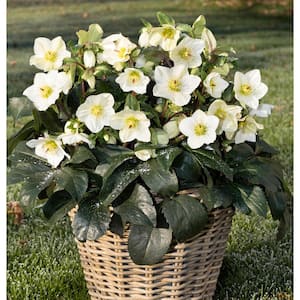 1 Gal. Ice N' Roses White Lenten Rose, White Early Spring Flowering Hellebore, Perennial Evergreen