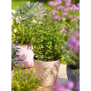 4 in. Italian Oregano Herb Plant (6-Pack)