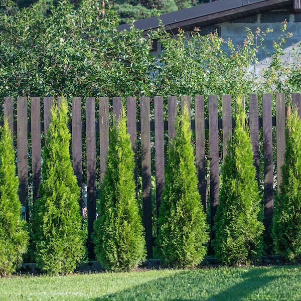 Have a question about national PLANT NETWORK 1 gal. Arborvitae