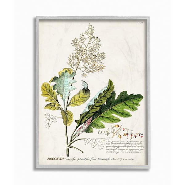 Stupell Industries "Botanical Plant Illustration Leaves Vintage Design" by Unknown Framed Abstract Wall Art 16 in. x 20 in.