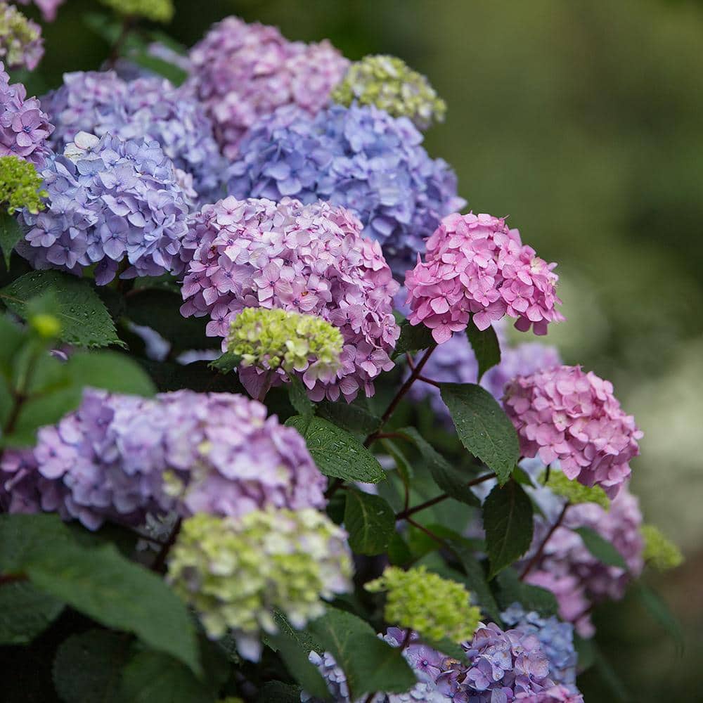 Endless Summer Bloomstruck 2 Gallon Pink and Purple Hydrangea