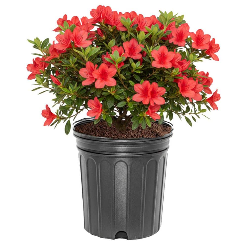 3 gal. Sunglow Azalea Evergreen Shrub with Red Flowers AZASUN03G