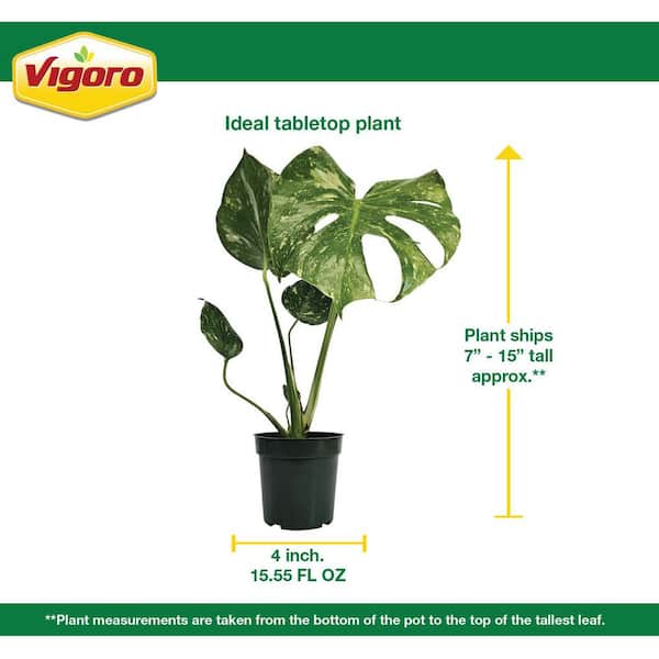 Vigoro 4 in. Thai Constellation Monstera Indoor Tropical Houseplant in  Grower Pot (1-Pack) 1320B - The Home Depot