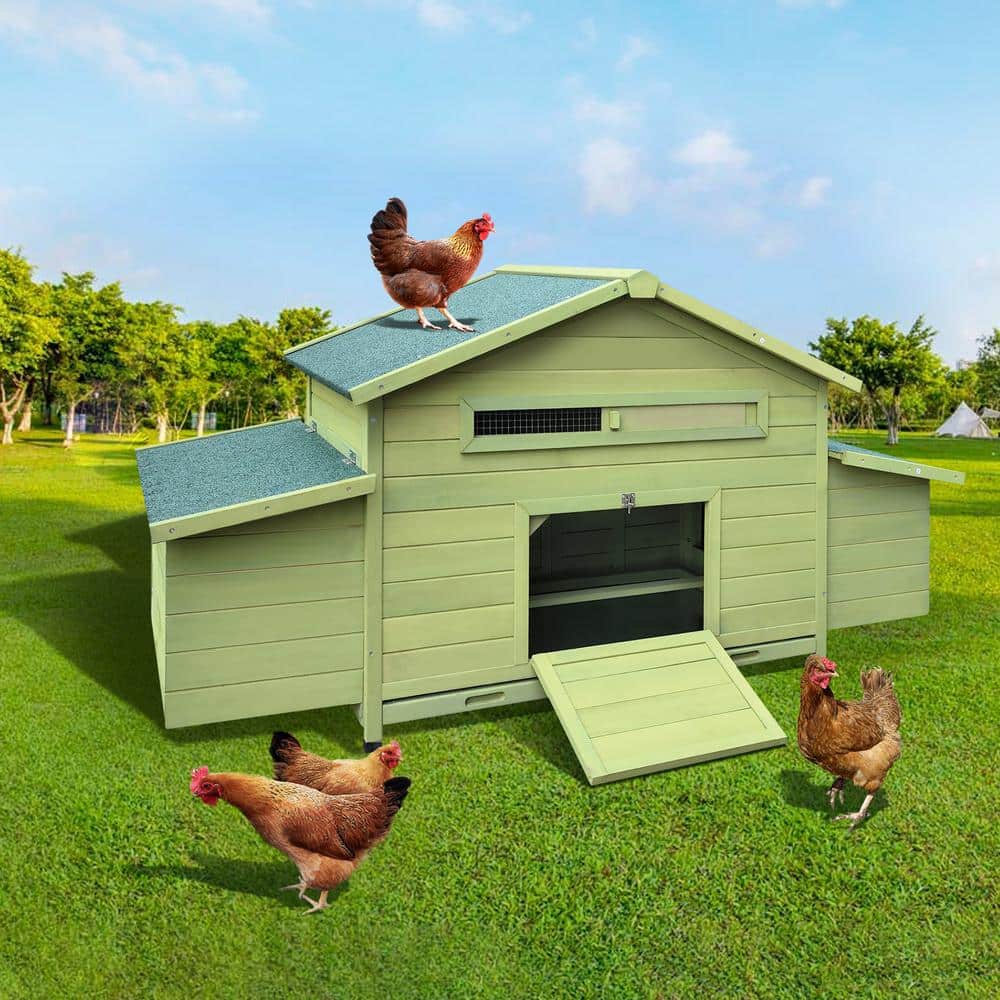 Green Wooden Chicken Coop with Nesting Boxes and Free-Range Doors