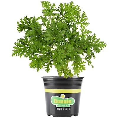 Citronella plants shop home depot