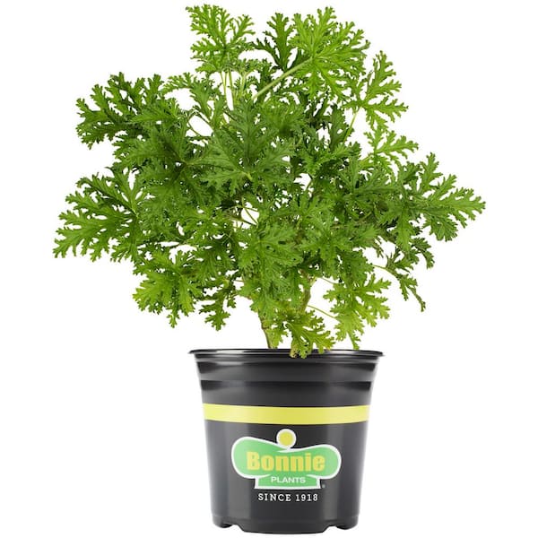Bonnie Plants 2.32 qt. Citronella Plant