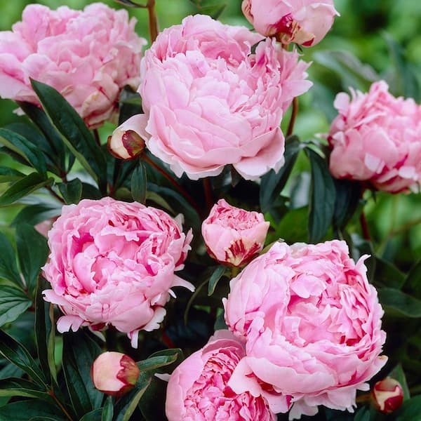 Van Zyverden Peonies Sarah Bernhardt Quantity Landscape Saver 100-Plant Roots