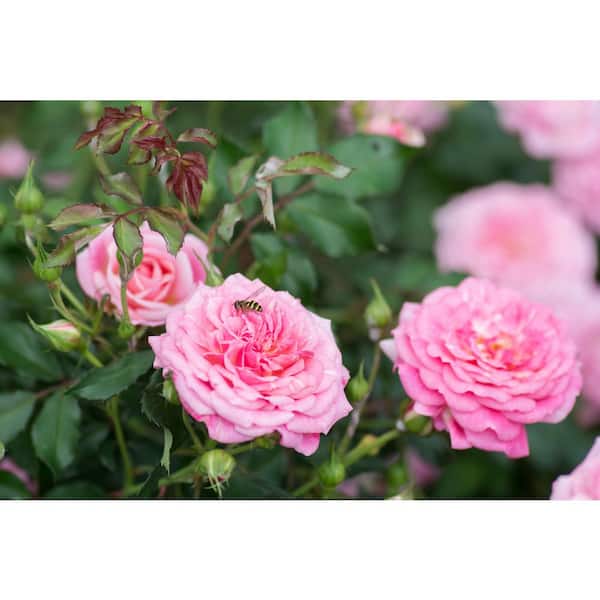 1 Gal. Sweet Drift Rose Bush with Pink Flowers (2-Pack)