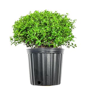 1 Gal. Soft Touch Holly Plant, Low Maintenance Dwarf Hedge