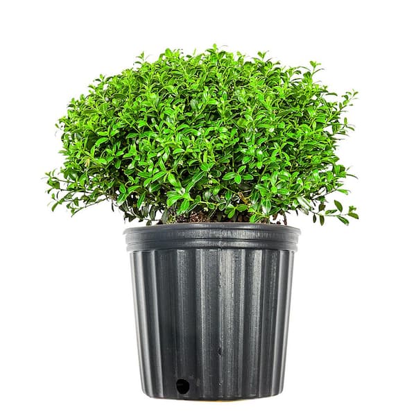 Perfect Plants 1 Gal. Soft Touch Holly Plant, Low Maintenance Dwarf Hedge