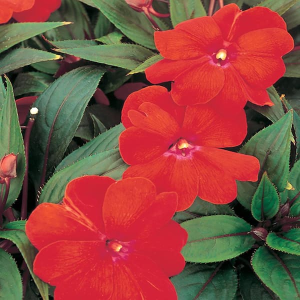 Impatiens