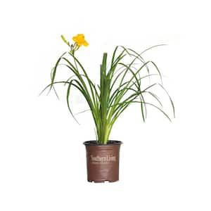 2.5 Qt. Evergreen Stella Golden-Yellow Live Perennial Daylily Plant, Fragrant and Trumpet-Shaped Flowers