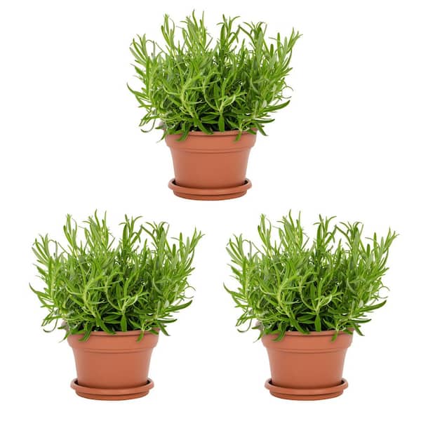 1.75 qt. Rosemary BBQ in Decorative Planter Green Edible Plant (3-Pack)