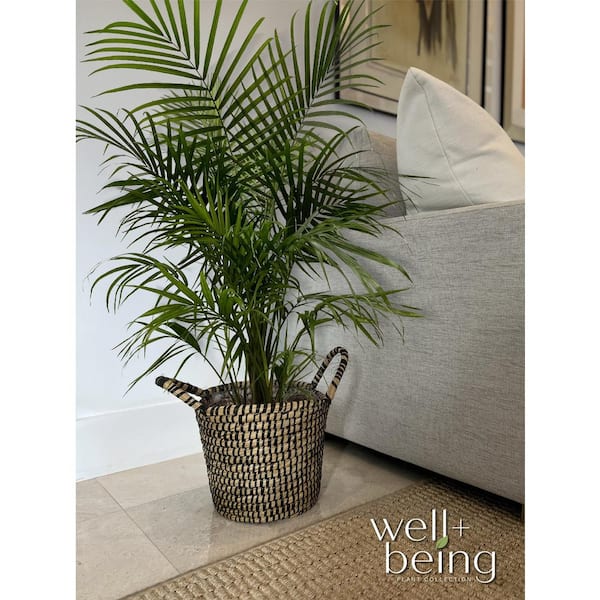 Nature's Way Farms 2 Gal. Majesty Palm Indoor Tropical Houseplant