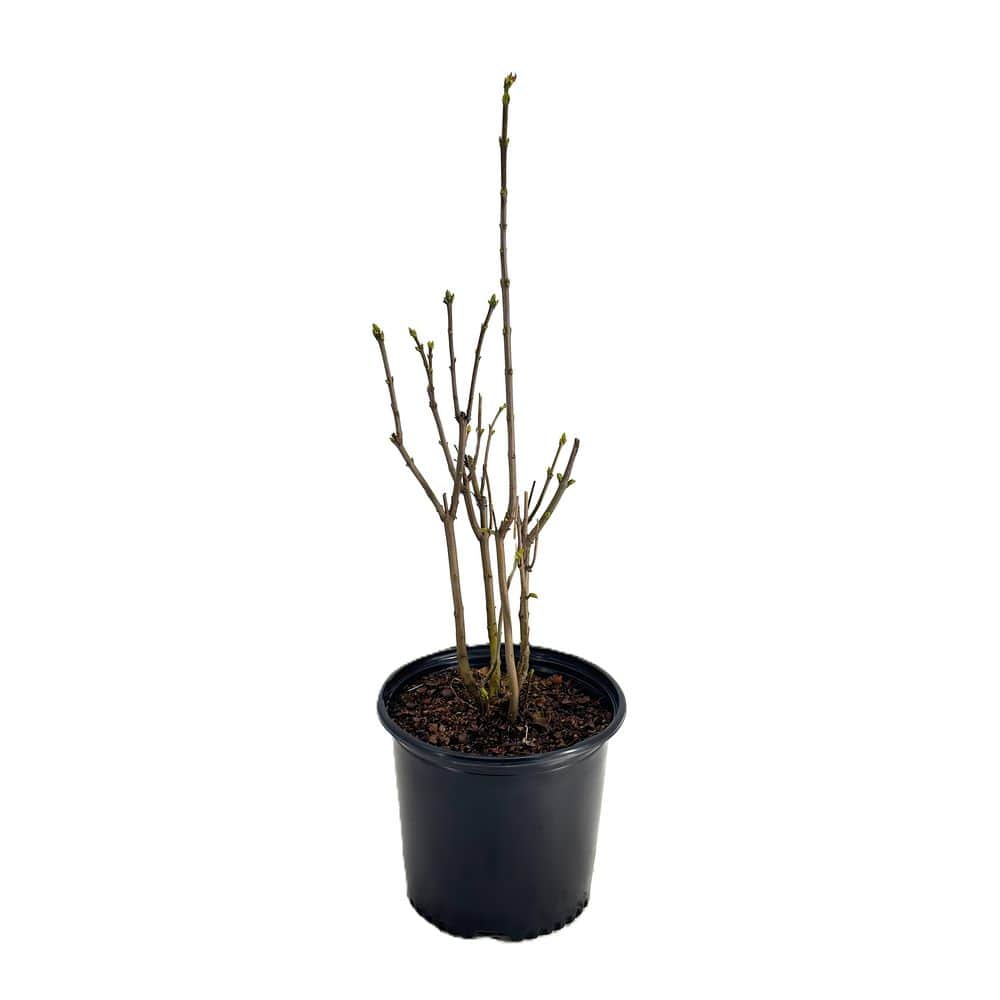 2.25 Gal. Nadezhda Lilac (Syringa v. 'Nadezhda') Live Shrub with