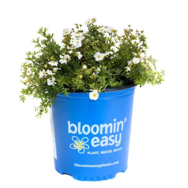 BLOOMIN' EASY 1 Gal. Bella Bianca Potentilla Live Shrub, Pure White Flowers