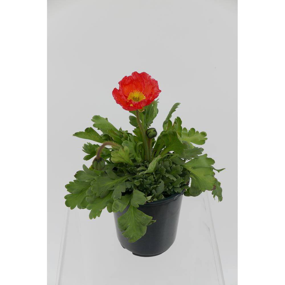 Perennial Papaver Nudicaule Spring Fever 2.5 Qt. 2-Pack