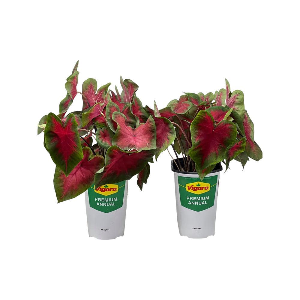 Vigoro 2.5 Qt. Caladium Freida Hemple in 6.33 in. Grower's Pot (2-Pack ...