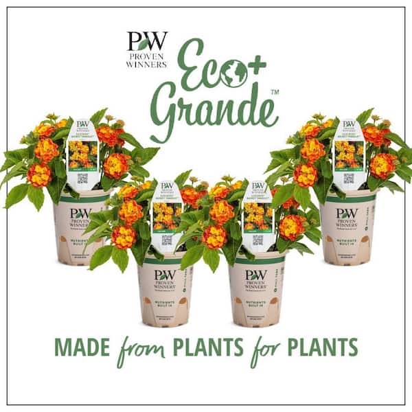 1 Gal. Yellow Lantana Perennial Plant (1-Pack)