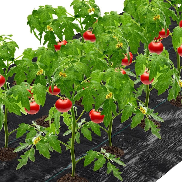 Agfabric 4 ft. x 50 ft. Easy-Plant Weed Block Mulch Weed Barrier Fabric with Planting Hole 8 in. Dia.