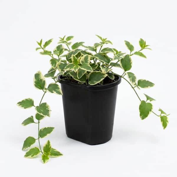 1.38-Pint Vinca Vine in 4.5 in. Grower's Pot (4-Pack)
