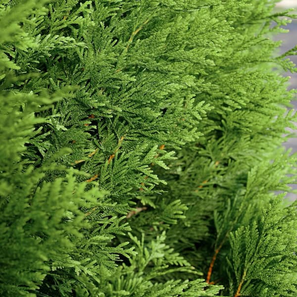 national PLANT NETWORK 2.25 Gal. Arborvitae Green Giant Shrub