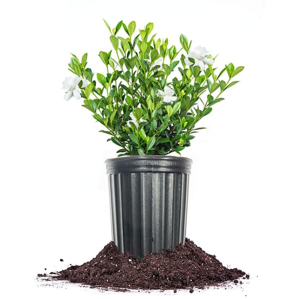 Buttons Gardenia in 1 Gal. Grower's Pot, Fragrant and Reblooming