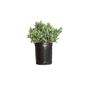 2.5 Qt. Blue Star Juniper Shrub with Low-Growing Mounded Icy Foliage