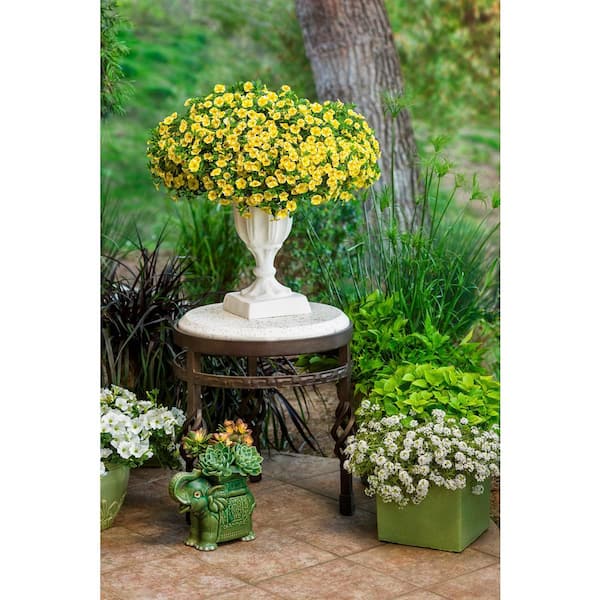 PROVEN WINNERS 4.25 in. Eco+Grande, Superbells Lemon Slice