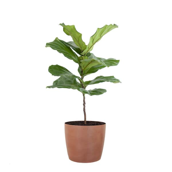 United Nursery Fiddle Leaf Fig Ficus Lyrata Standard Live Indoor Outdoor Plant in 10 inch Premium Sustainable Ecopots Terracotta Pot