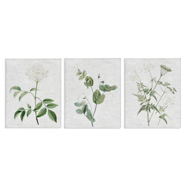 Soft White Botanicals by Lettered and Lined 3 Pieces Unframed Nature Graphic Art Print 20 in. x 16 in.