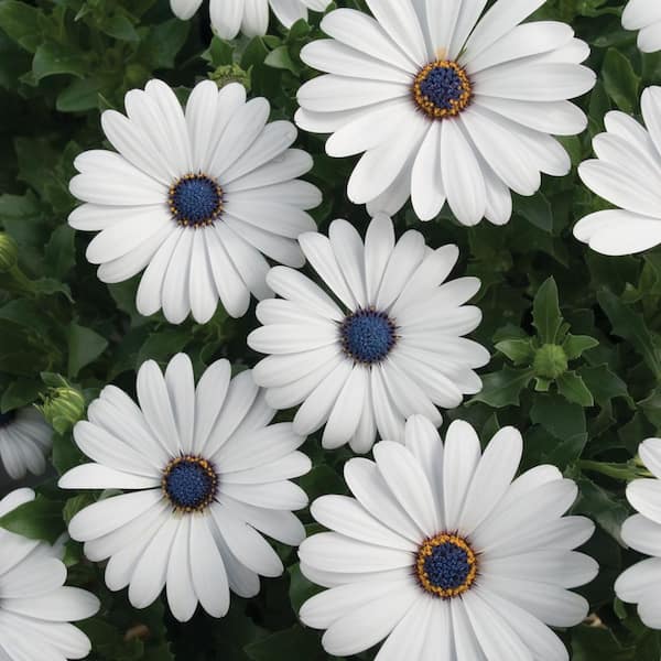 Vigoro 1.71 Pint White African Daisy Plant