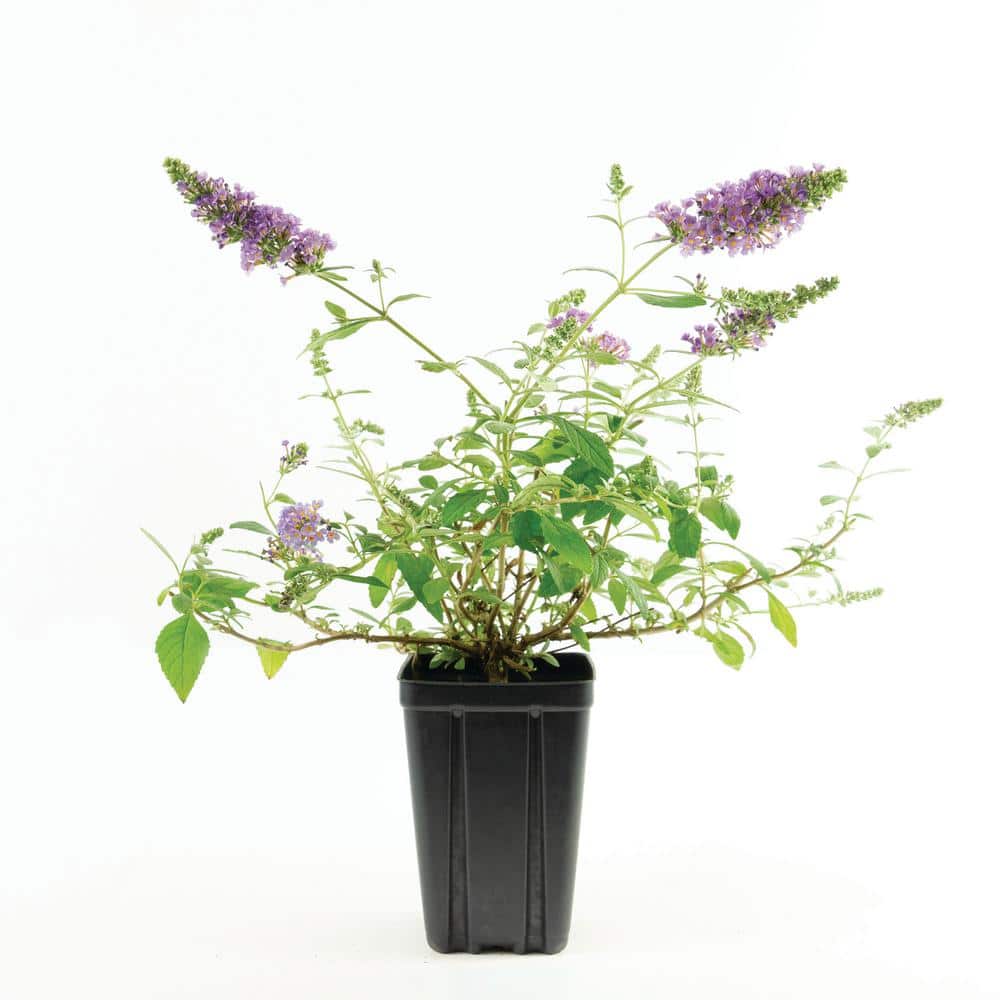 Jumbo Pint Nanho Blue Butterfly Blush (Buddleia), Live Perennial Plant, Lav